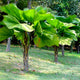 Row of Ruffled Fan Palm trees in grassy field.
