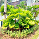 garden bed full of many ruffled fan palm trees (licuala grandis) with other varieties of palm trees behind them.
