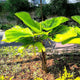 Ruffled Fan Palm growing along the side of the road in a tropical environment