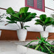 Licuala grandis potted palm trees in large white planters along the wall of a home.