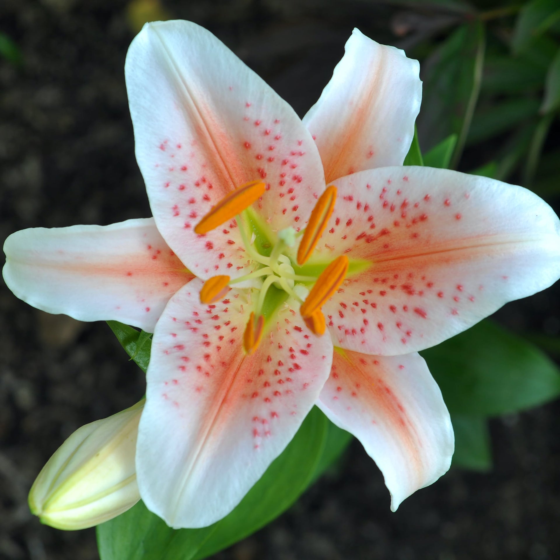 lily white party Salmon Party Oriental Lily Bulbs