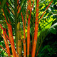 Close-up of Red Sealing Wax Palm trunks with vivid red and green stems among lush foliage.