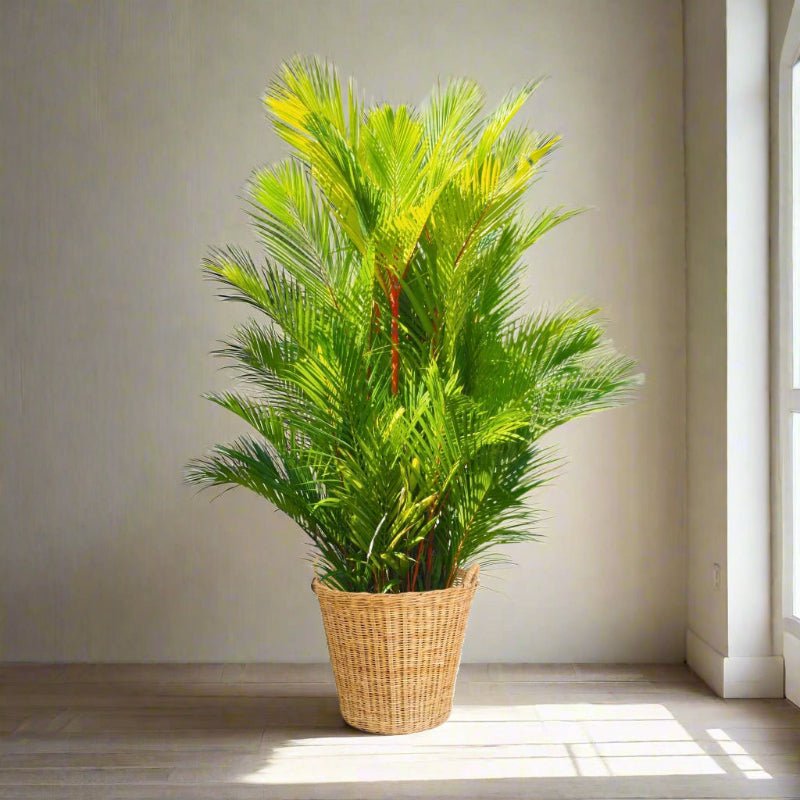 lipstick palm plants for sale Lipstick Palm – Exotic Red-Stemmed Tropical Palm