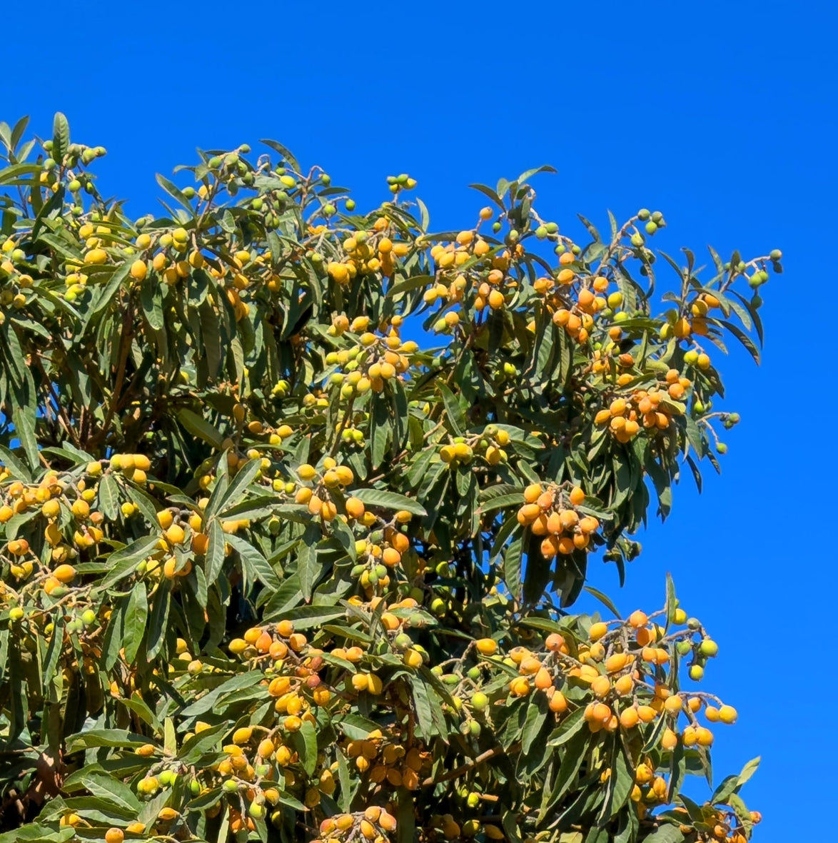Japanese Loquat Tree – Sweet, Juicy Fruit, Ornamental Beauty