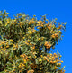 Loquat tree with dense green foliage and ripe orange fruit under a clear blue sky.