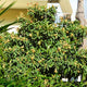 Loquat tree growing on a sloped landscape with fruit and thick foliage.