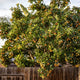 Loquat tree with abundant fruit, partially obscured by a wooden fence.