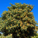 Loquat tree growing near a house, with branches covered in green leaves and fruit.