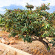 Tall loquat tree with a full canopy of fruit and leaves under a sunny sky.