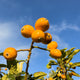Close-up of a loquat fruit cluster with bright orange fruit against a blue sky.