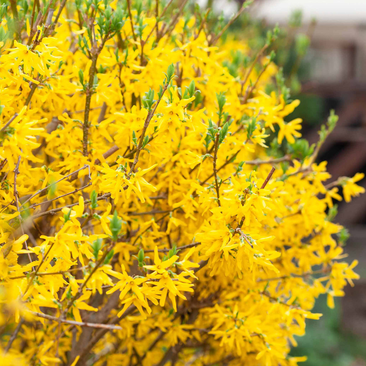 Lynwood Gold Forsythia Shrub - NationwidePlants.com  