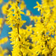 A detailed view of Forsythia flowers against a blue sky.