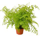 Maidenhair Fern with abundant foliage on white background