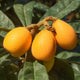 Close up of the Malta Plum Fruit, also known as the Japanese Loquat, growing on a Loquat tree.