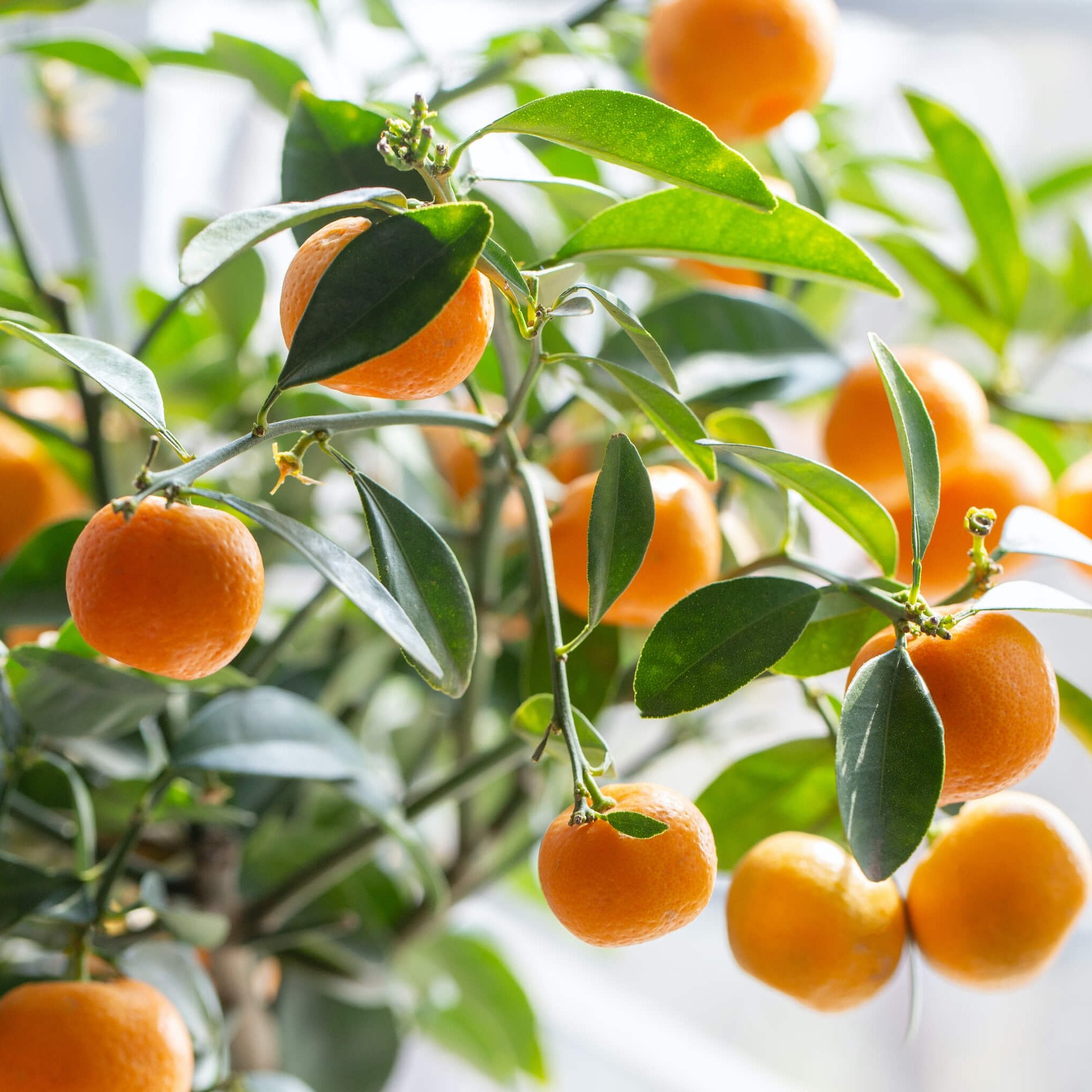 Nationwide Plants Clementine Mandarin Tree
