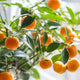 Close-up of ripe clementines on a mandarin tree with glossy green leaves.