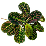 Maranta Red Prayer