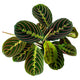 overhead view of the red maranta houseplant "red prayer plant" with deep green leaves that have center highlights of bright green with red veins penetrating through the greens with incredible visual contrast.