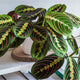 Gorgeous red maranta prayer houseplant with leaves boasting deep and neon greens with a reddish pink veining for contrast. 
