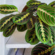 Red maranta houseplant "red prayer plant" with vibrant leaves showcasing its interesting pattern and contrasting colors.