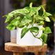 Pothos 'Marble Queen' in a white pot on a wooden stand, with trailing variegated leaves.