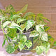 Pothos 'Marble Queen' with trailing variegated leaves in a nursery planter on a kitchen counter. 