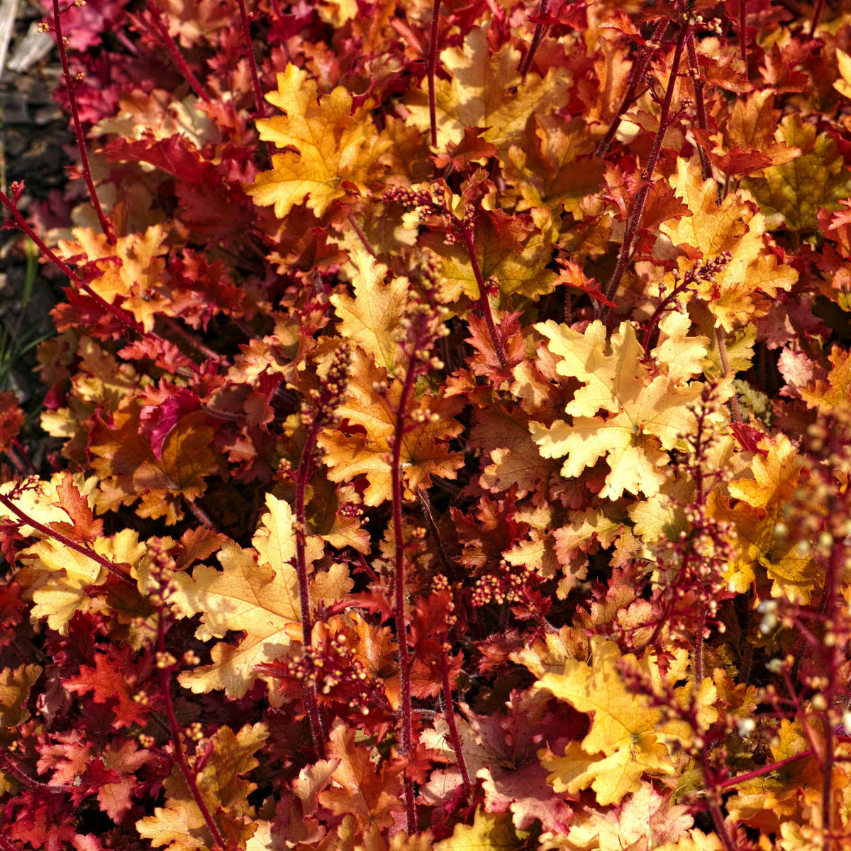 Dense cluster of vibrant orange and red Marmalade Heuchera foliage.