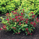 Compact Maroon Swoon® Weigela shrub with deep green leaves and abundant red blooms in a mulched garden bed.