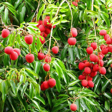 Mauritius Lychee Tree with bright red ripe fruit ready for harvest.
