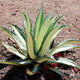 Young Agave Americana 'Mediopicta Alba' growing in dry soil, with spreading, spiky variegated leaves.