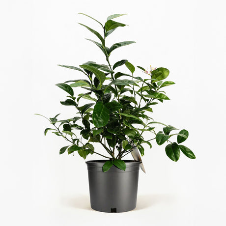 Improved Meyer Lemon Bush