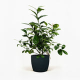 Improved Meyer Lemon Bush