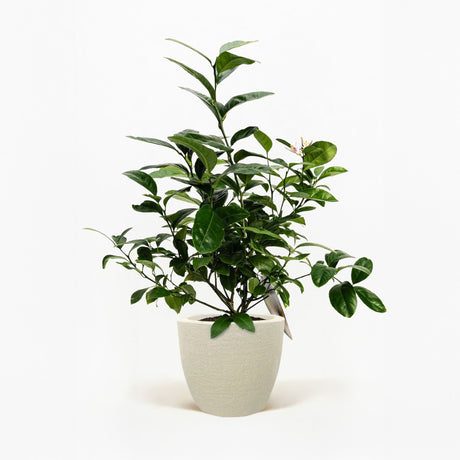 Improved Meyer Lemon Bush