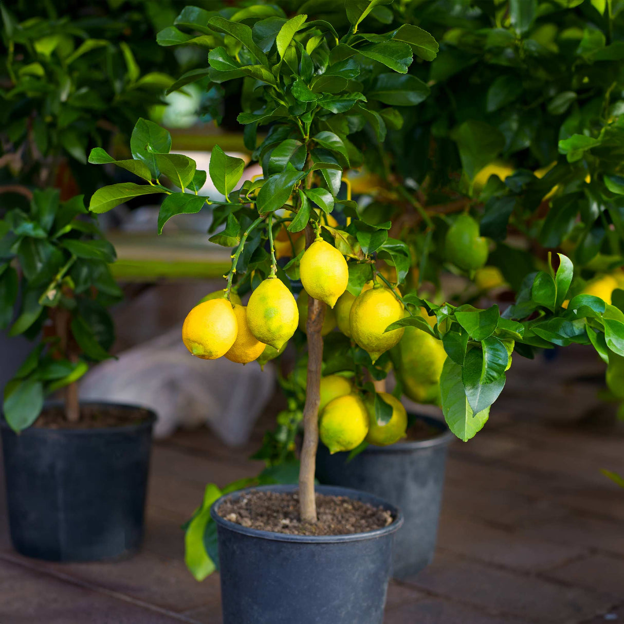 Improved Meyer Lemon Bush - NationwidePlants.com  