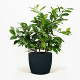 Improved Meyer Lemon Bush