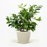 Improved Meyer Lemon Bush