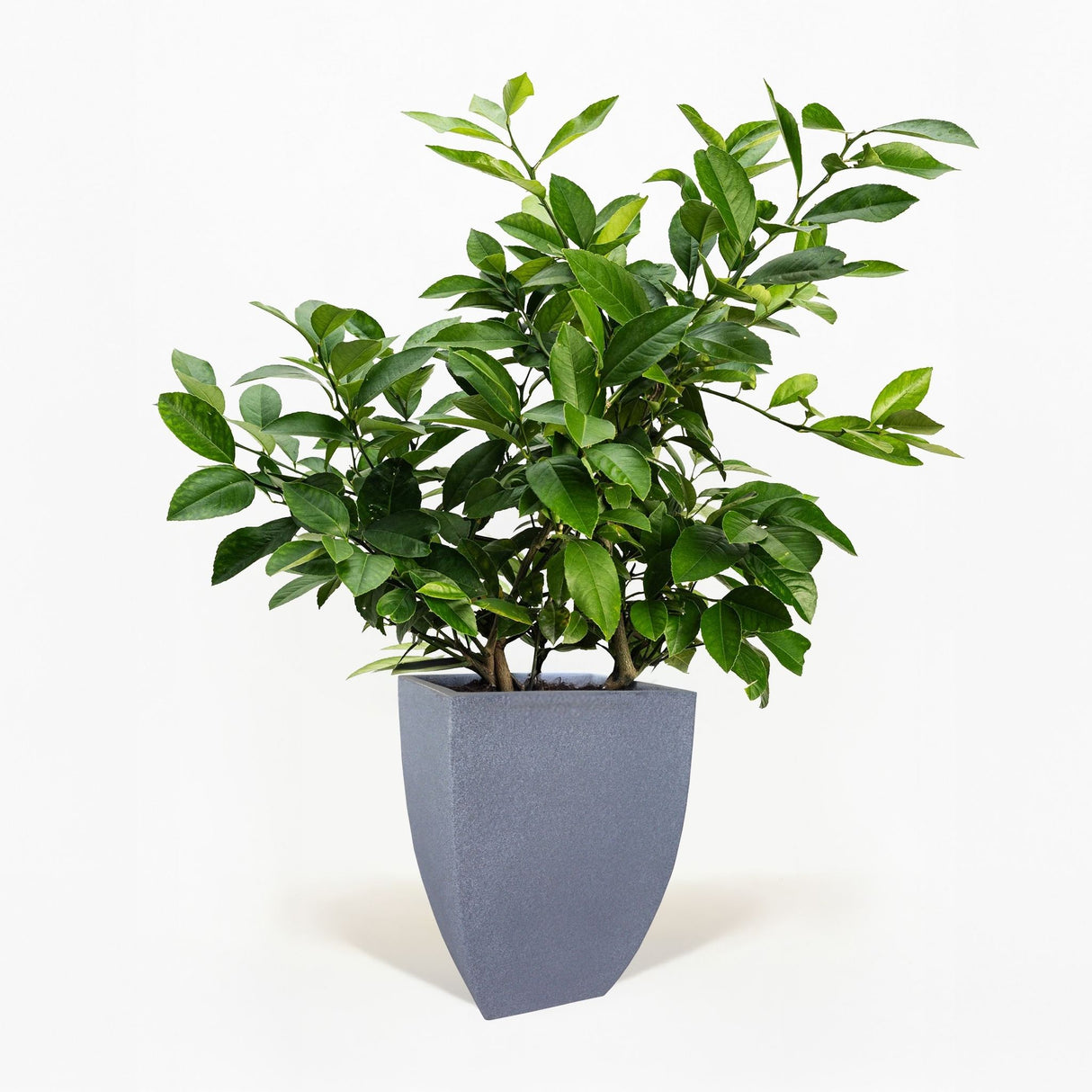 Improved Meyer Lemon Bush