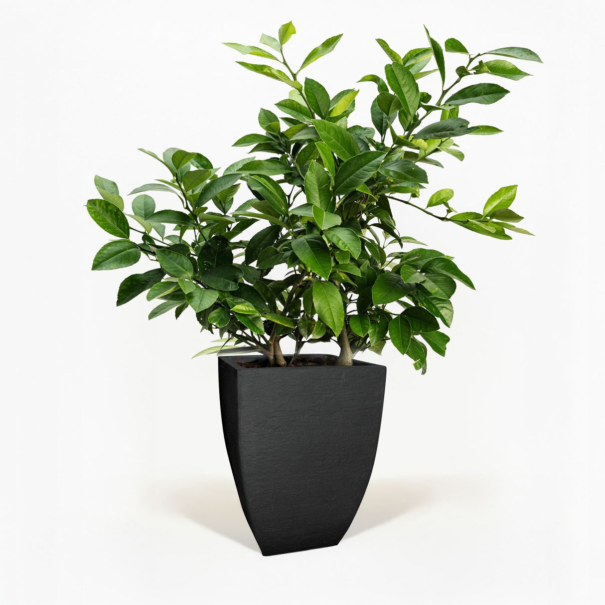 Improved Meyer Lemon Bush