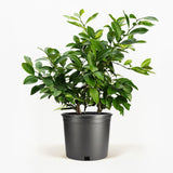 Improved Meyer Lemon Bush