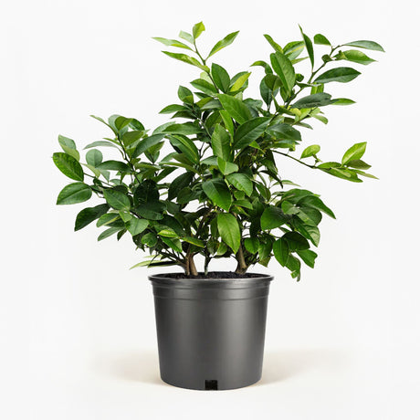 Improved Meyer Lemon Bush