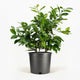 Improved Meyer Lemon Bush in Pot hide