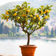 Meyer Lemon Tree