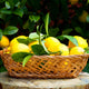 Meyer Lemon Tree