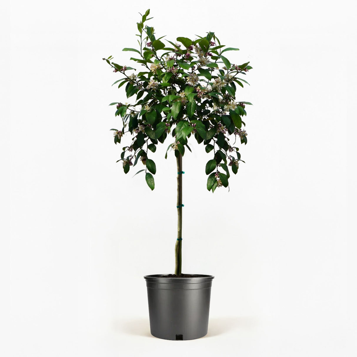 Improved Meyer Lemon Tree