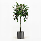 Improved Meyer Lemon Tree