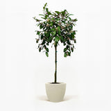 Improved Meyer Lemon Tree