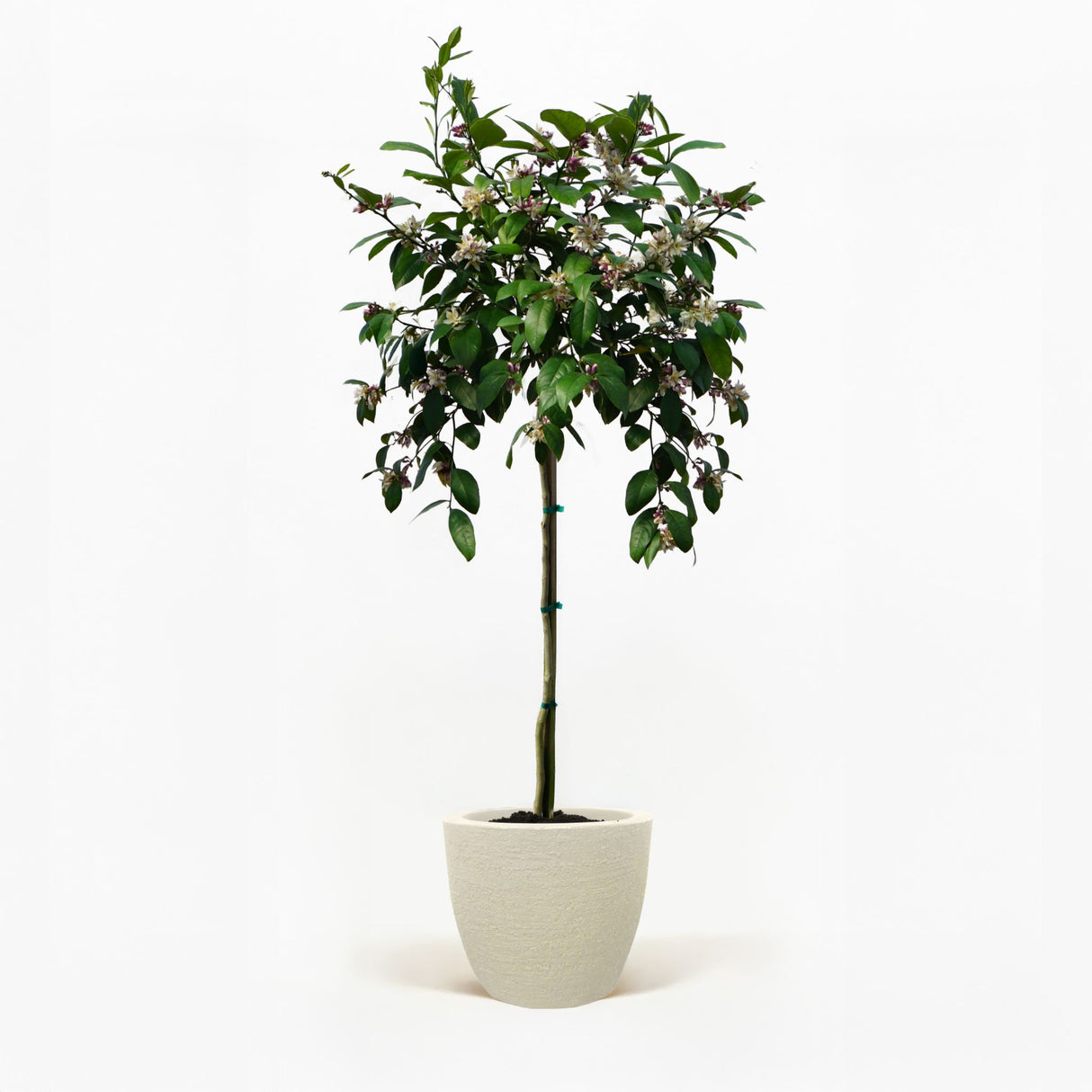 Improved Meyer Lemon Tree