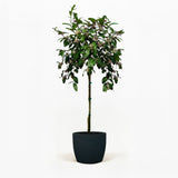 Improved Meyer Lemon Tree