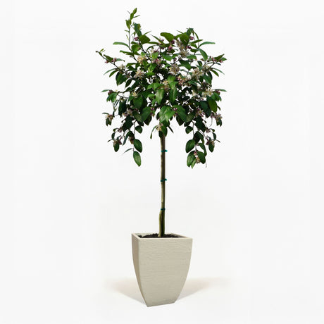 Improved Meyer Lemon Tree