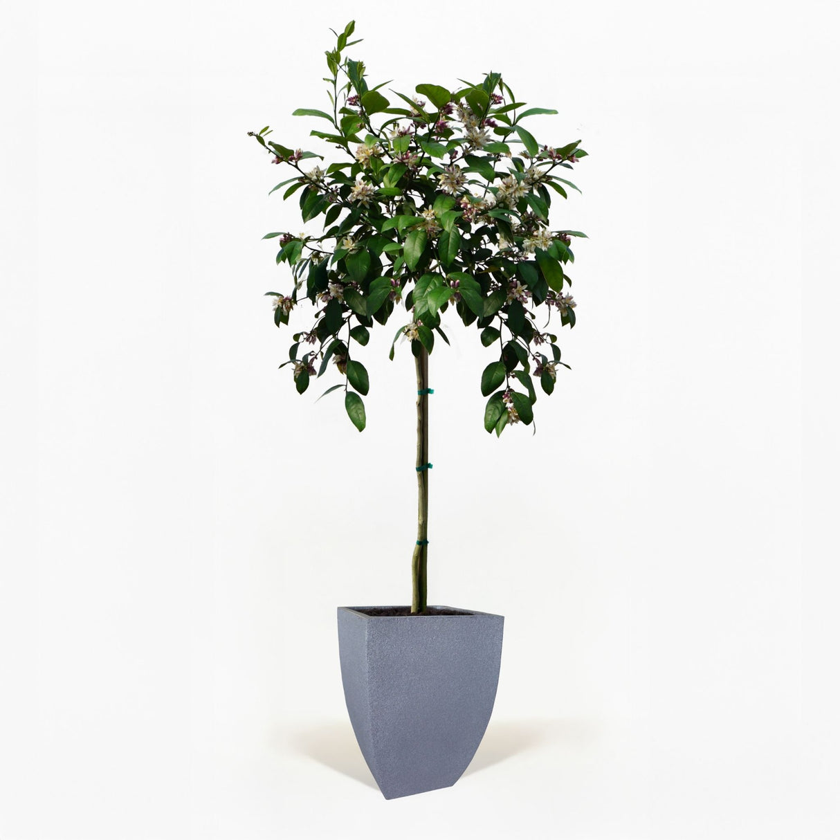 Improved Meyer Lemon Tree